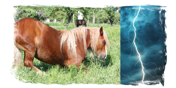 Der Kollaps der Hardware: Wenn REM-Schlafmangel das Pferd zu Boden reißt